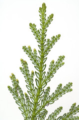 Hiba, Hiba-Lebensbaum, Thujopsis, dolabrata,