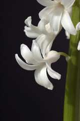 Obraz premium Hyazinthe, Weisse, Hyazinthus orientalis,