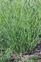 Schnittlauch, Schnittlauchhalme