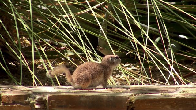 Round-tailed ground squirrel (Xerospermophilus tereticaudus).