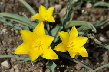 Tulipa, kolpakowskiana,