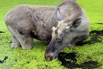 Elk