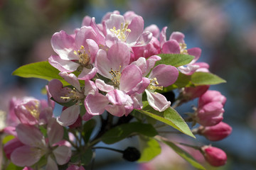Zierapfelblueten, Zierapfel,