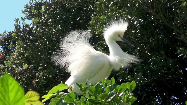 Snowy Egret (Egretta thula). Alcatraz habitat.