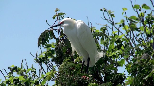 Snowy Egret (Egretta thula). Alcatraz habitat.