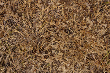abstract background of dry grass