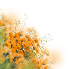 Yellow daisies on white, floral background.