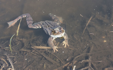 Frog in water