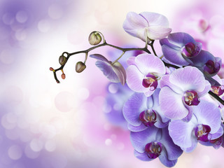Naklejka na ściany i meble Orchid collage
