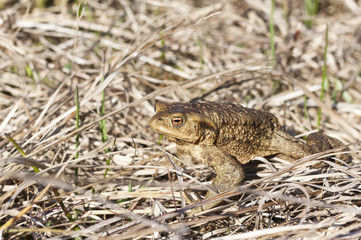 Brown frog sit on dry hay