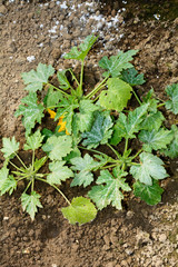 Zucchine - Cucurbita pepo