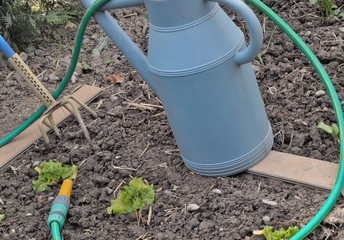 arrosage des salades au printemps
