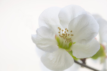 Obraz premium 木瓜の花