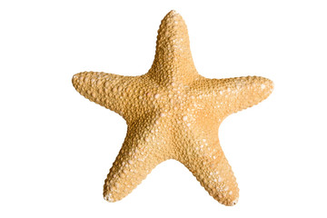 Sea star isolated on white background