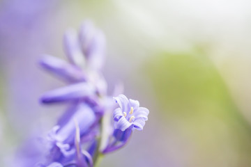 HartsHill Bluebell Woods