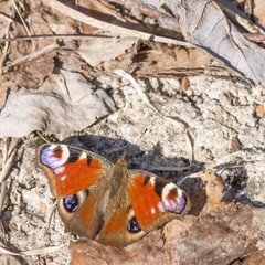 Closeup of a butterfly with big orange wings with violet spots