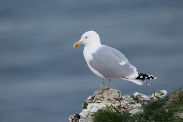 Fototapeta na wymiar Herring gull, Larus argentatus