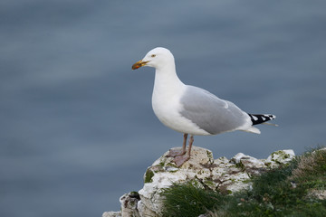 Fototapeta na wymiar Herring gull, Larus argentatus