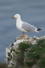 Herring gull, Larus argentatus