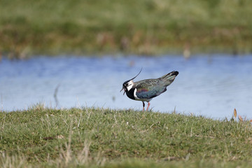 Northern lapwing, Vanellus vanellus