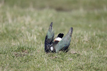 Northern lapwing, Vanellus vanellus