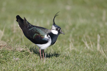 Northern lapwing, Vanellus vanellus