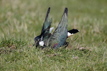 Northern lapwing, Vanellus vanellus