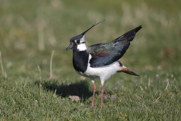 Northern lapwing, Vanellus vanellus