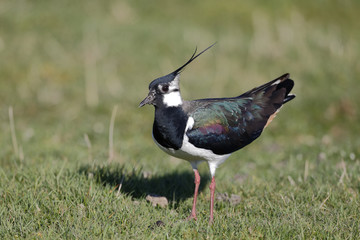 Northern lapwing, Vanellus vanellus
