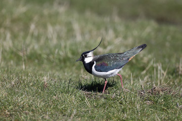 Northern lapwing, Vanellus vanellus