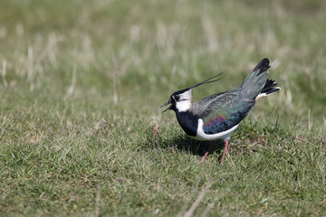 Northern lapwing, Vanellus vanellus