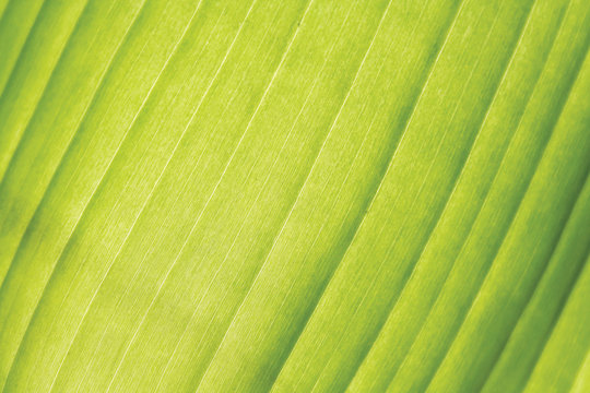 Green palm leaf closeup