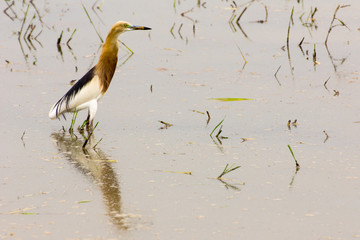 the stunning Javan Pond Heron(Ardeola speciosa), Thailand
