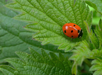 Fototapeta premium Brennnessel mit Käfer