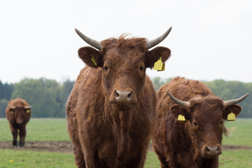 Cow looking into the camera