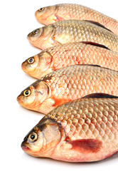 Obraz premium Crucian carp fishes
