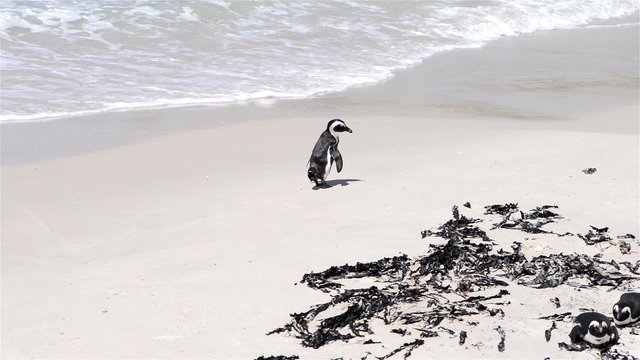 African Penguins at the beach