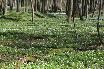 Spring. Mass blossoming of an anemony dubravny © vodolej