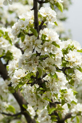 Цветущая груша