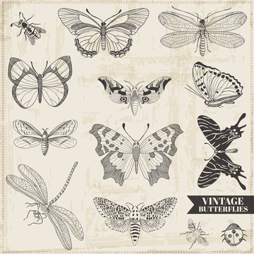 Vector Set: Calligraphic Hand drawn Butterflies