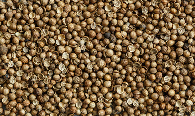 coriander background