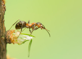 Ant insect