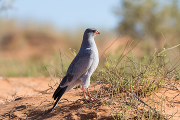 Pale Chanting Goshawk feeding on red sand dune among dry grass i