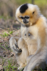 Yellow-cheeked gibbon (Nomascus gabriellae) female