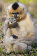 Obraz premium Yellow-cheeked gibbon (Nomascus gabriellae) female