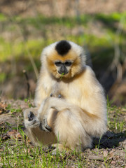 Yellow-cheeked gibbon (Nomascus gabriellae) female