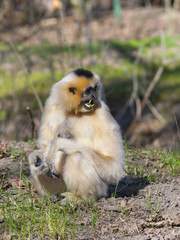 Yellow-cheeked gibbon (Nomascus gabriellae) female