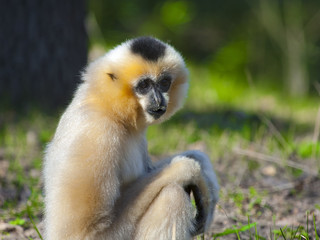 Yellow-cheeked gibbon (Nomascus gabriellae) female