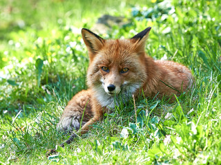 Red Fox (Vulpes vulpes)