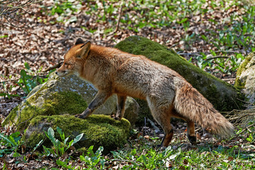 Naklejka na ściany i meble Red Fox (Vulpes vulpes)